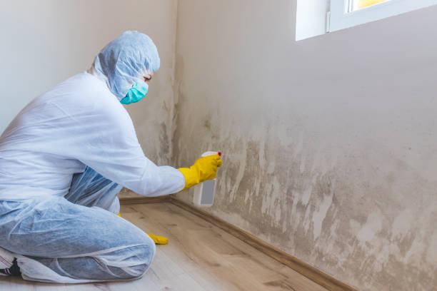 Licensed Basement Mold Removal service in Bedford, TX - WQB Mold Removal