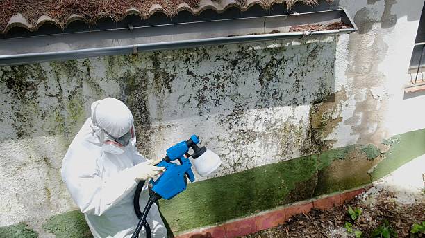 Top rated local Basement Mold Removal specialists in Bedford, TX